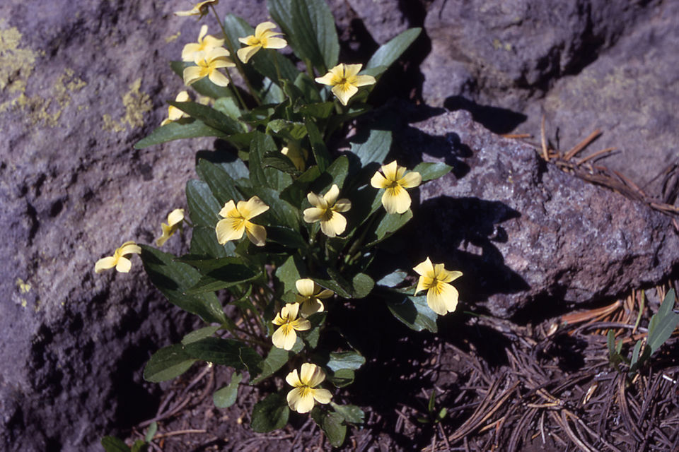 Viola praemorsa (Prairie Violet) (alternate view 6)