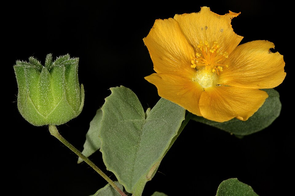 Abutilon fruticosum (sweet Indian Mallow) (alternate view 10)