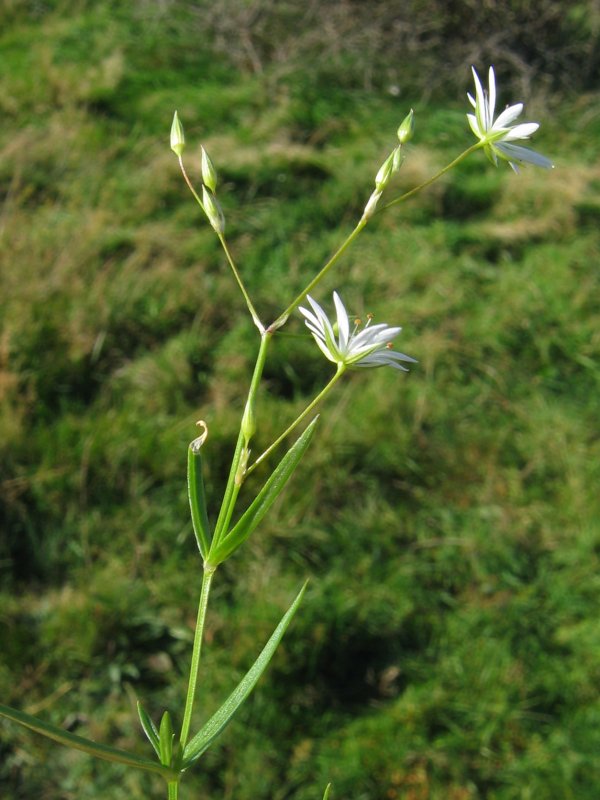 Stellaria graminea (lesser stitchwort)