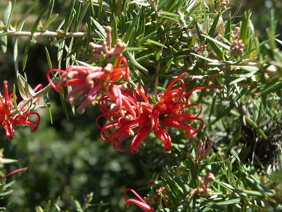 Grevillea juniperina (alternate view 4)