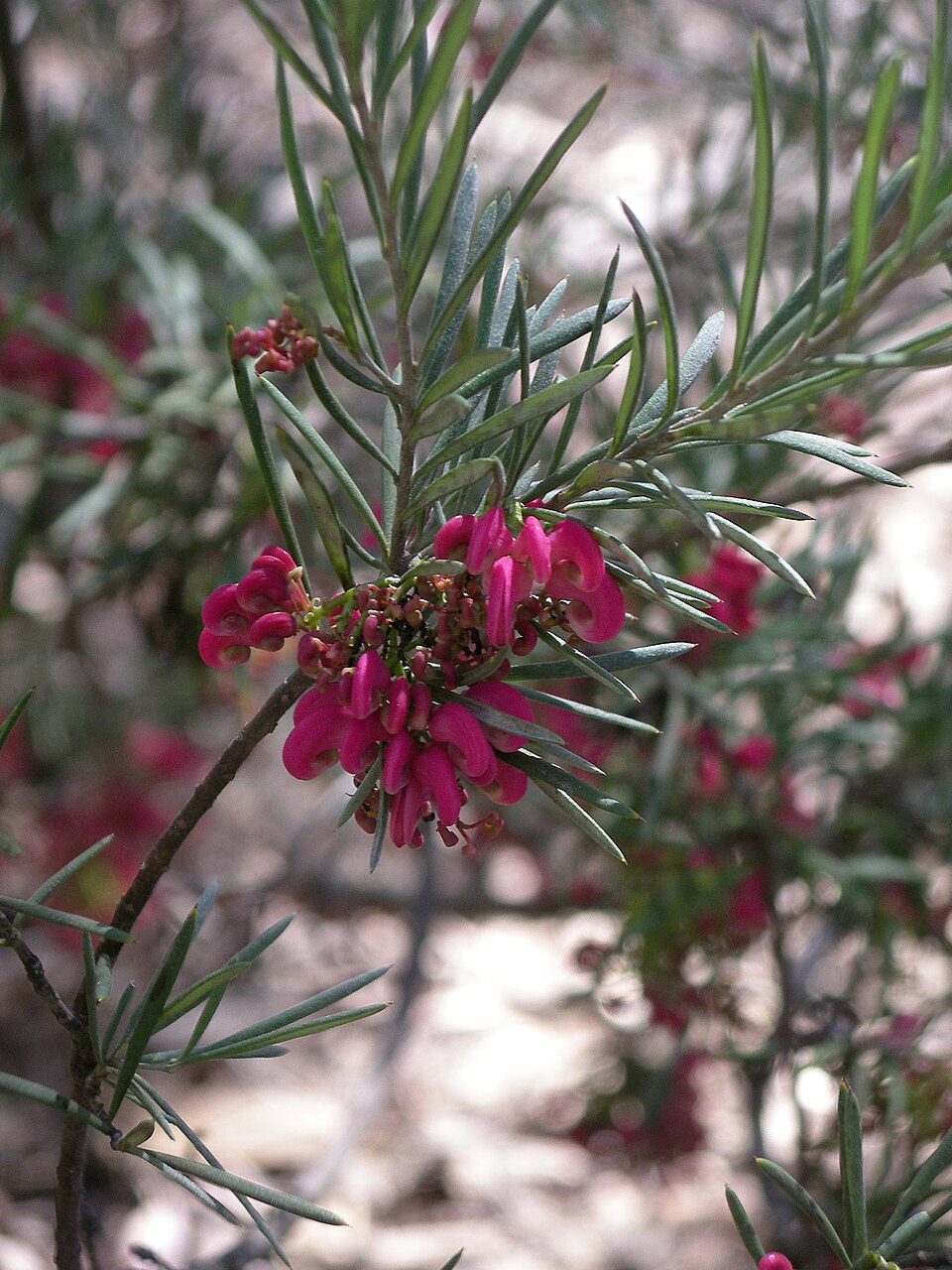 Grevillea rosmarinifolia (rosemary grevillea) (alternate view 6)