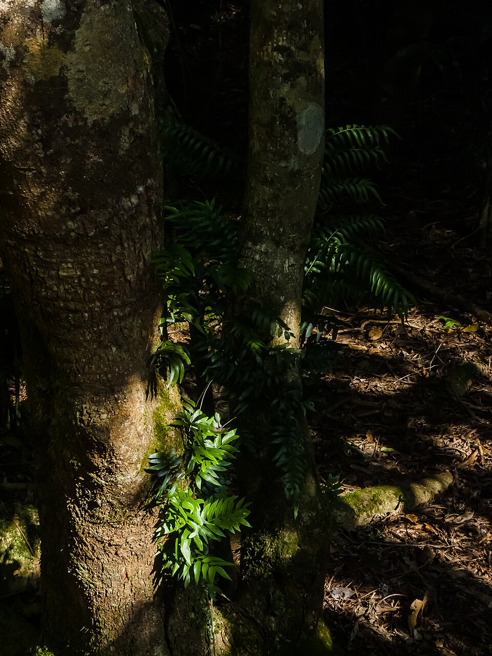 Arthropteris tenella (Climbing Fern) (alternate view 7)
