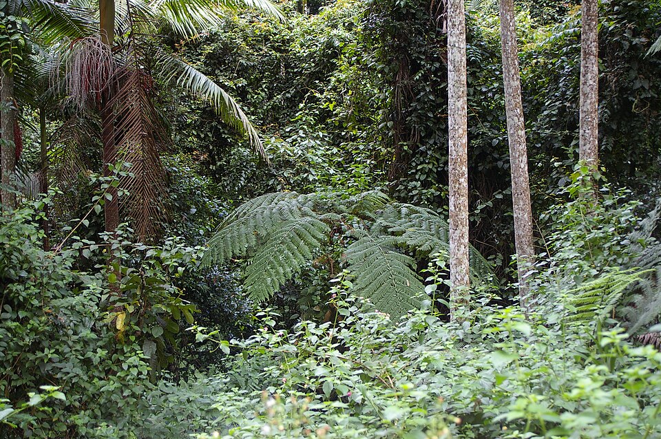 Cyathea (scaly tree ferns) (alternate view 4)