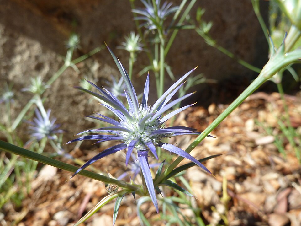 Eryngium ovinum (blue devil)
