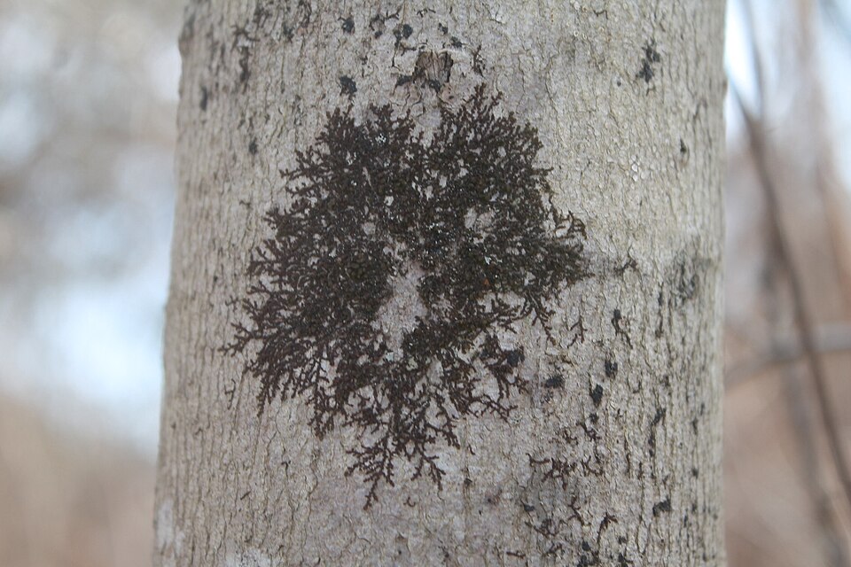 Frullania (Scaleworts) (alternate view 5)