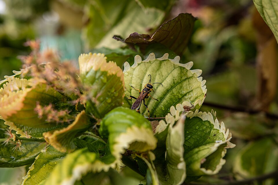 Acalypha (three-seeded mercuries) (alternate view 6)