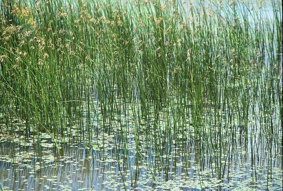 Juncus (Rushes) (alternate view 7)