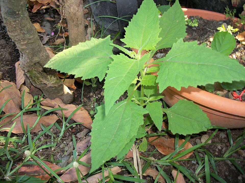 Sigesbeckia orientalis (Eastern St Paul's-wort) (alternate view 6)