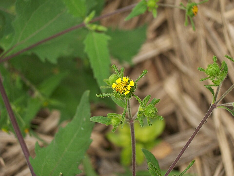 Sigesbeckia orientalis (Eastern St Paul's-wort) (alternate view 8)