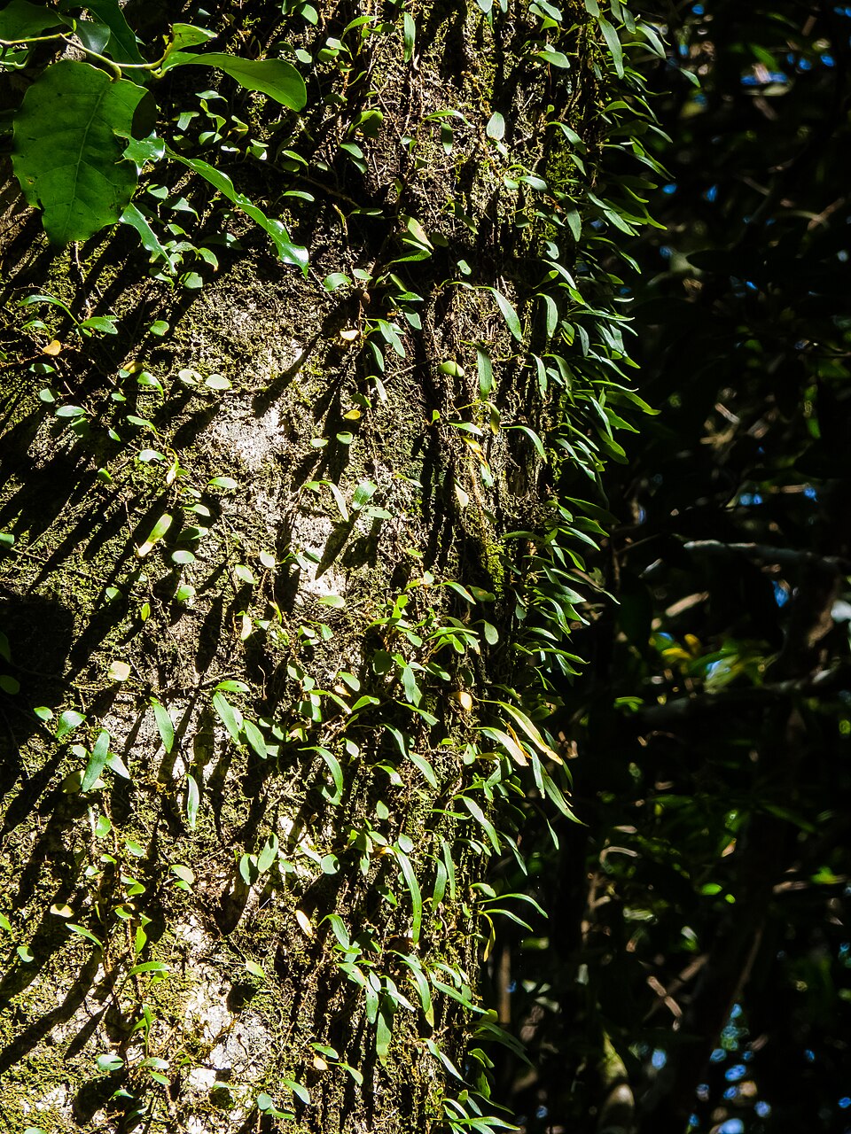 Pyrrosia rupestris (Rock Felt Fern) (alternate view 9)