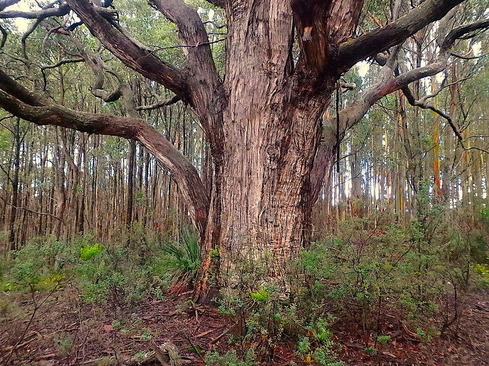 Eucalyptus obliqua (Messmate Stringybark) (alternate view 10)