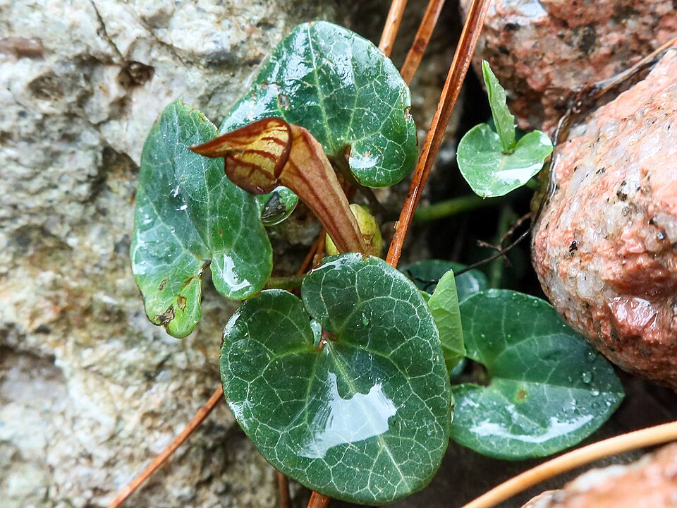 Aristolochia (pipevines and birthworts) (alternate view 8)
