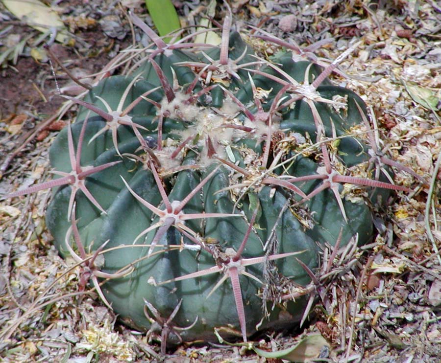 Homalocephala texensis (Horse Crippler Cactus)