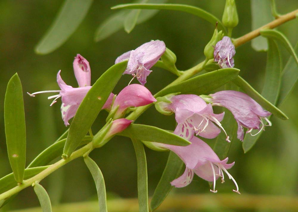 Eremophila spp. — upright evergreen (Scrophulariaceae) (image 4 of 5)