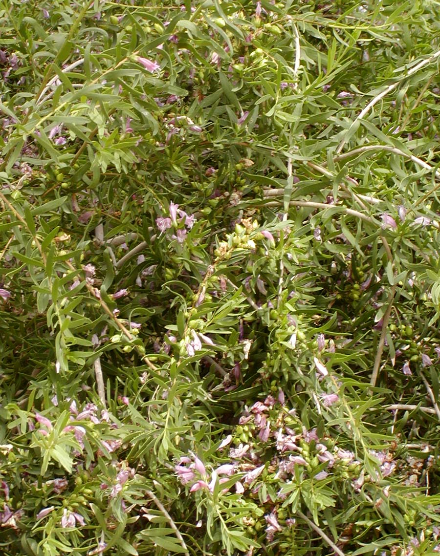 Eremophila maculata, Spotted emu bush — spreading evergreen (Scrophulariaceae) (image 2 of 8)