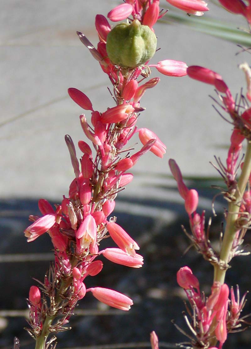 Hesperaloe parviflora (Red Yucca) (alternate view 3)