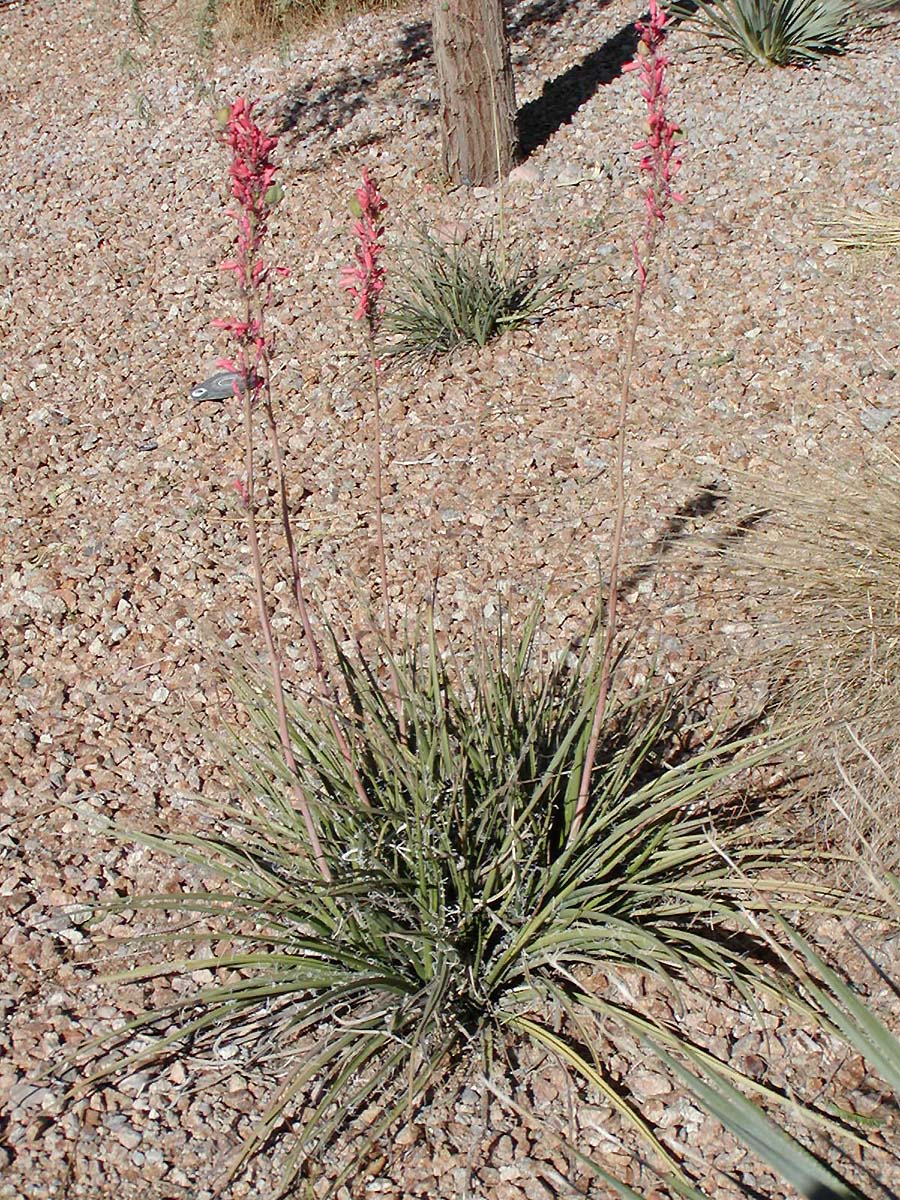 Hesperaloe parviflora (Red Yucca) (alternate view 4)