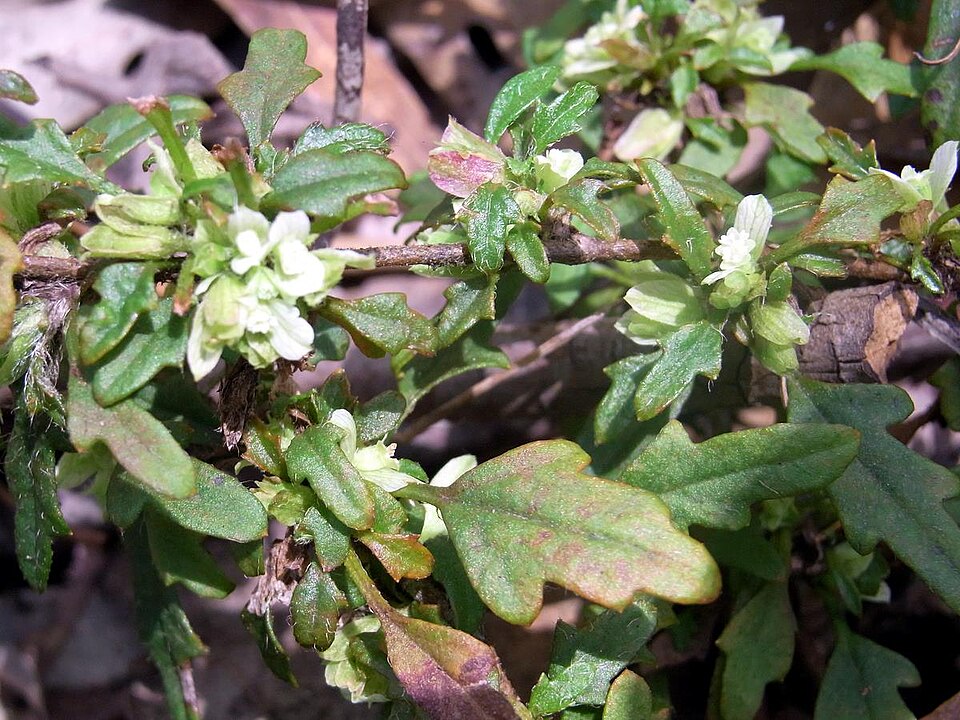 Xanthosia pilosa (Woolly Xanthosia) (alternate view 6)