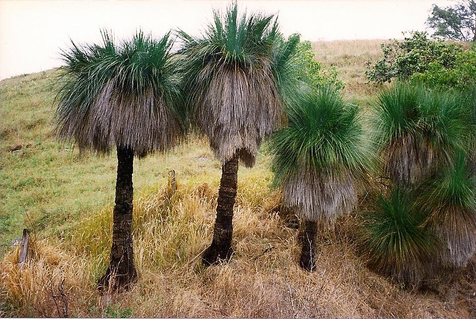 Xanthorrhoea johnsonii (Forest Grasstree) (alternate view 8)