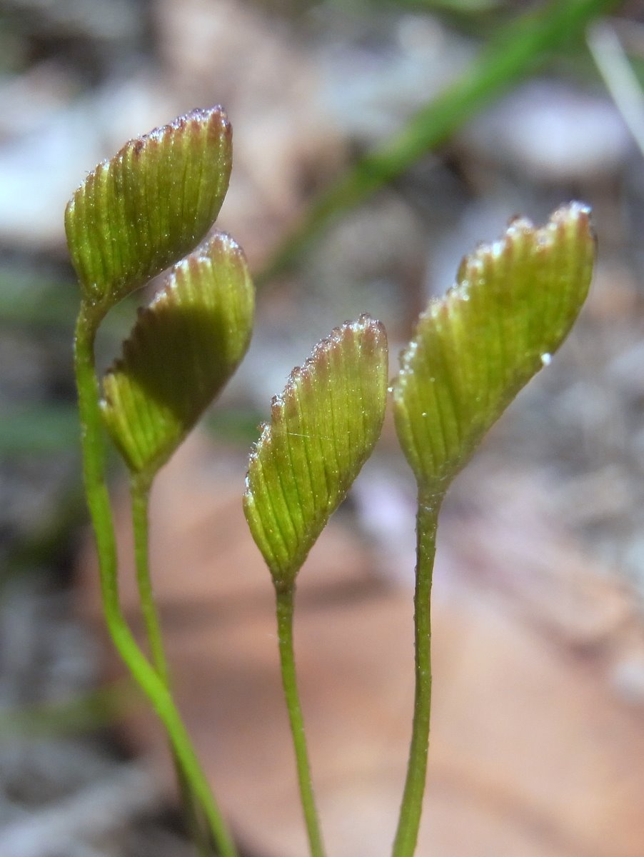Schizaea bifida (Forked Comb Fern) (alternate view 6)