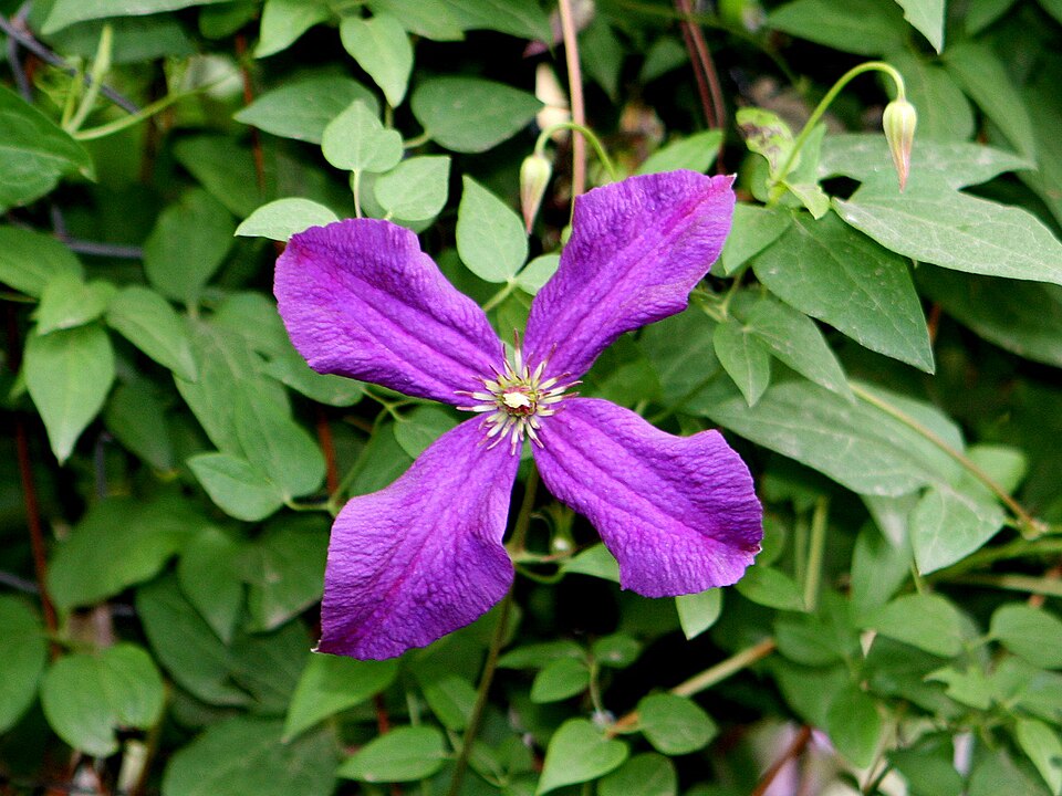 Clematis 'Jackmanii' (Jackman Clematis) (alternate view 4)