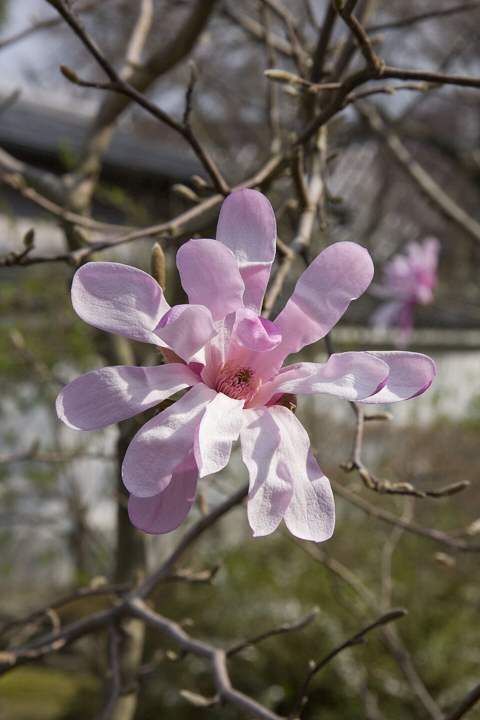 Magnolia × loebneri 'Leonard Messel' (Leonard Messel Magnolia) (alternate view 4)