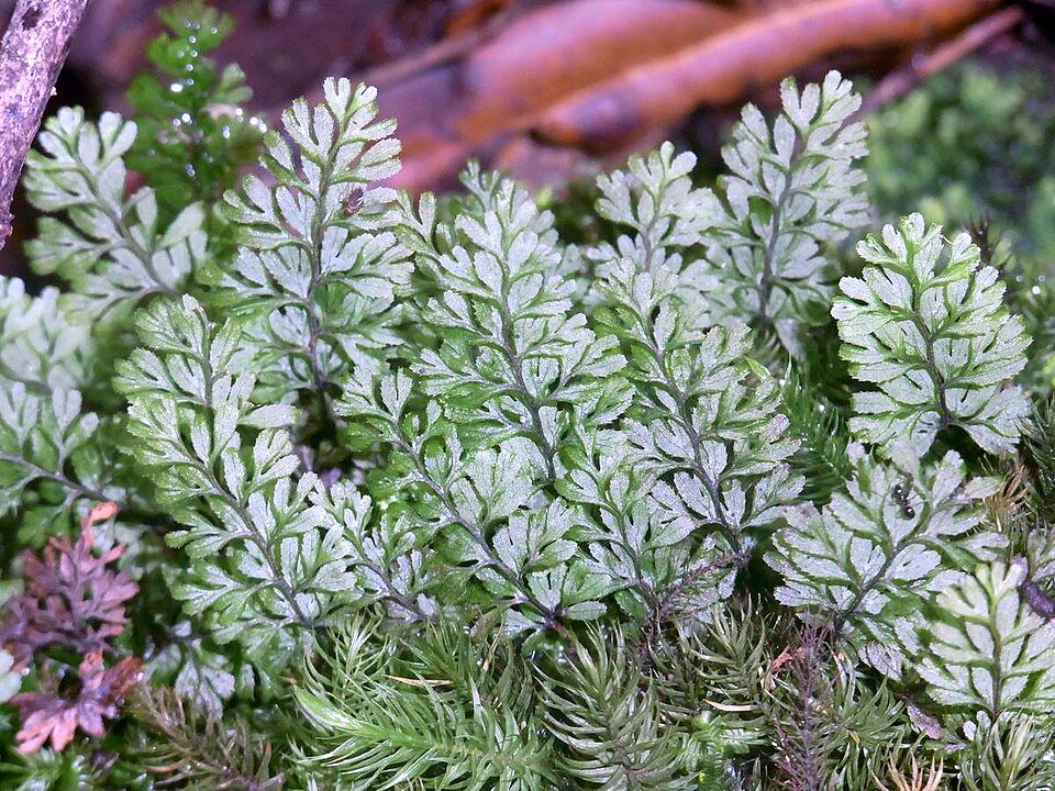 Hymenophyllum cupressiforme (Common Filmy-fern) (alternate view 7)