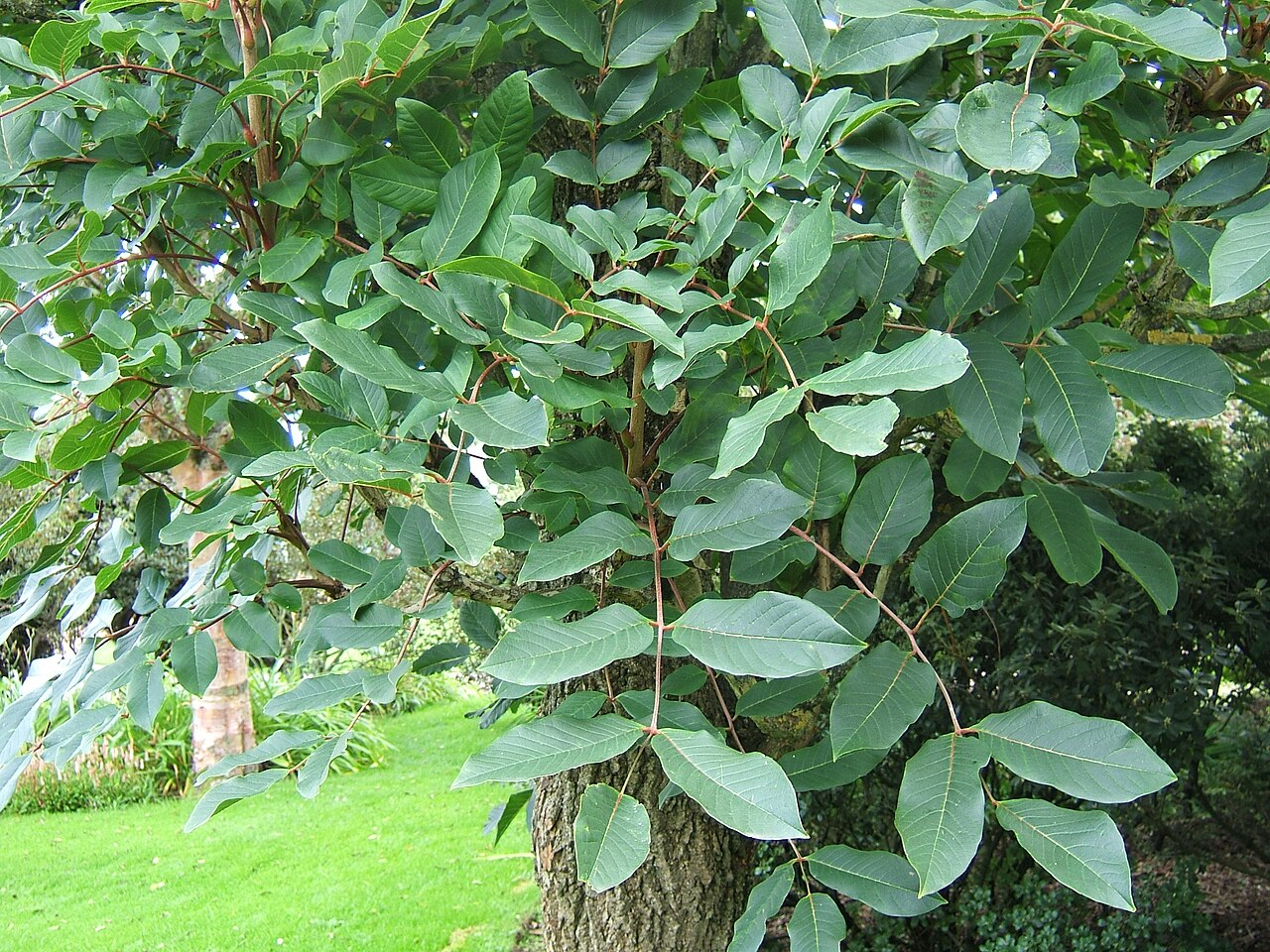 Meliosma veitchiorum (Veitch's Meliosma)