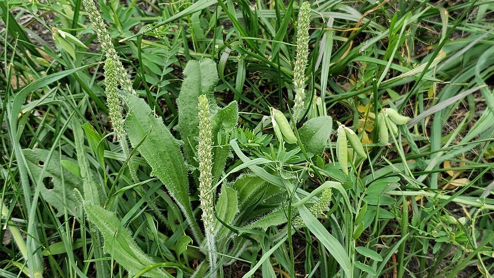 Plantago rhodosperma (redseed plantain) (alternate view 7)