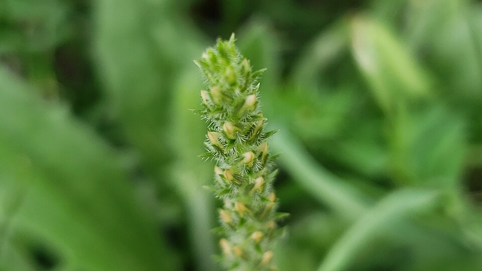 Plantago rhodosperma (redseed plantain) (alternate view 8)
