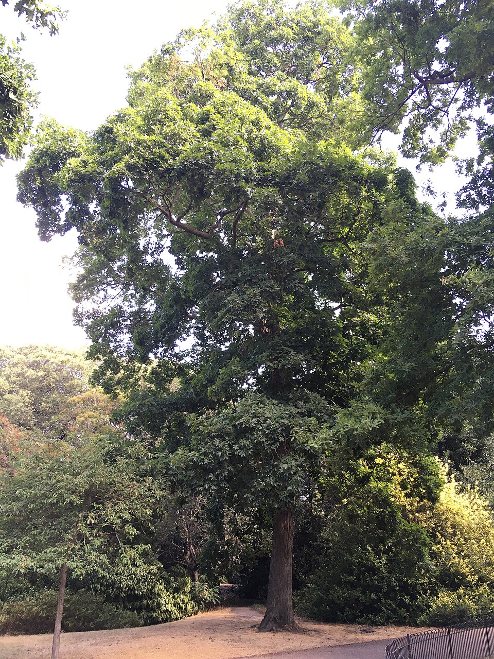 Carya (hickories)