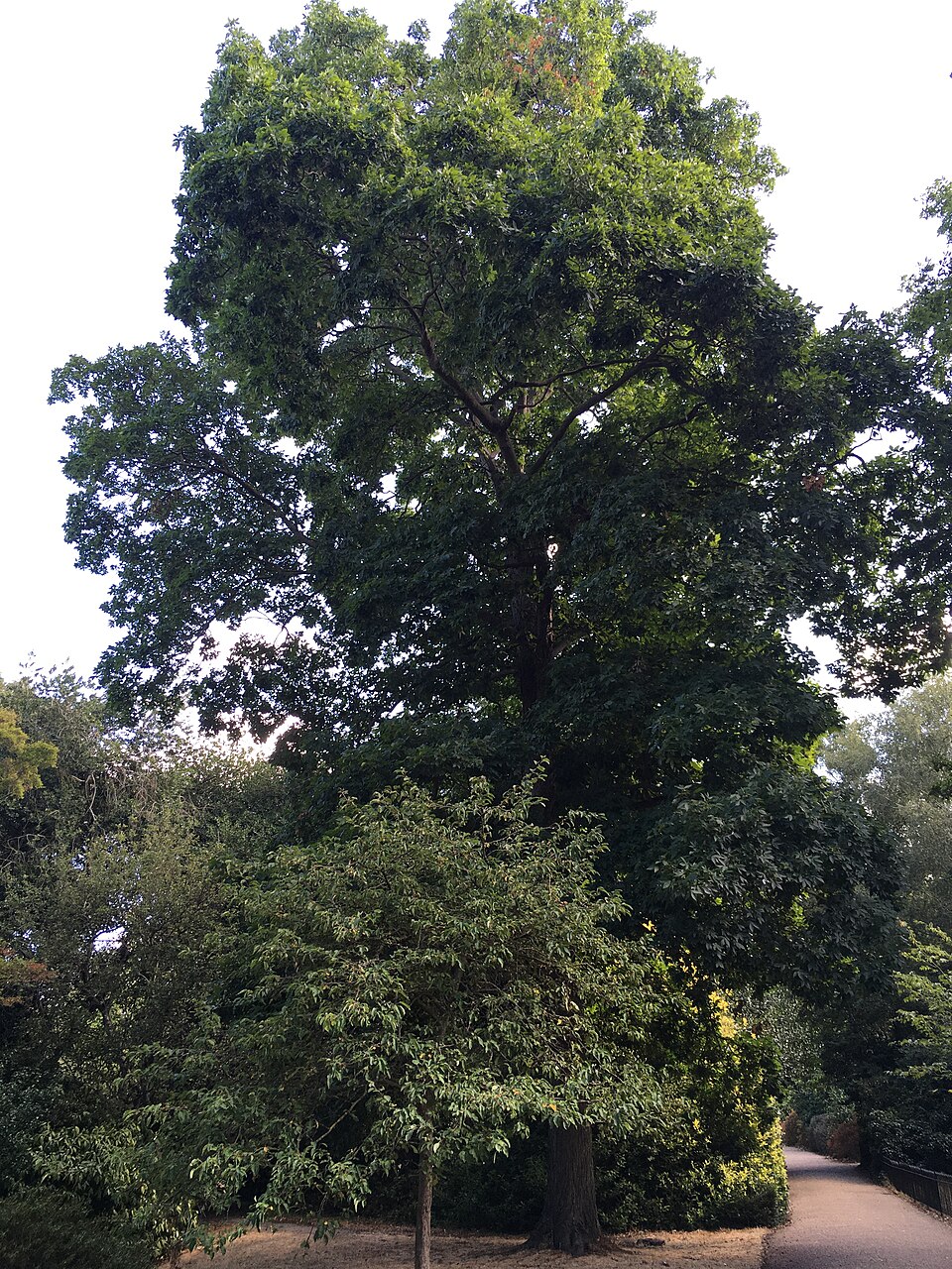 Carya (hickories) (alternate view 2)