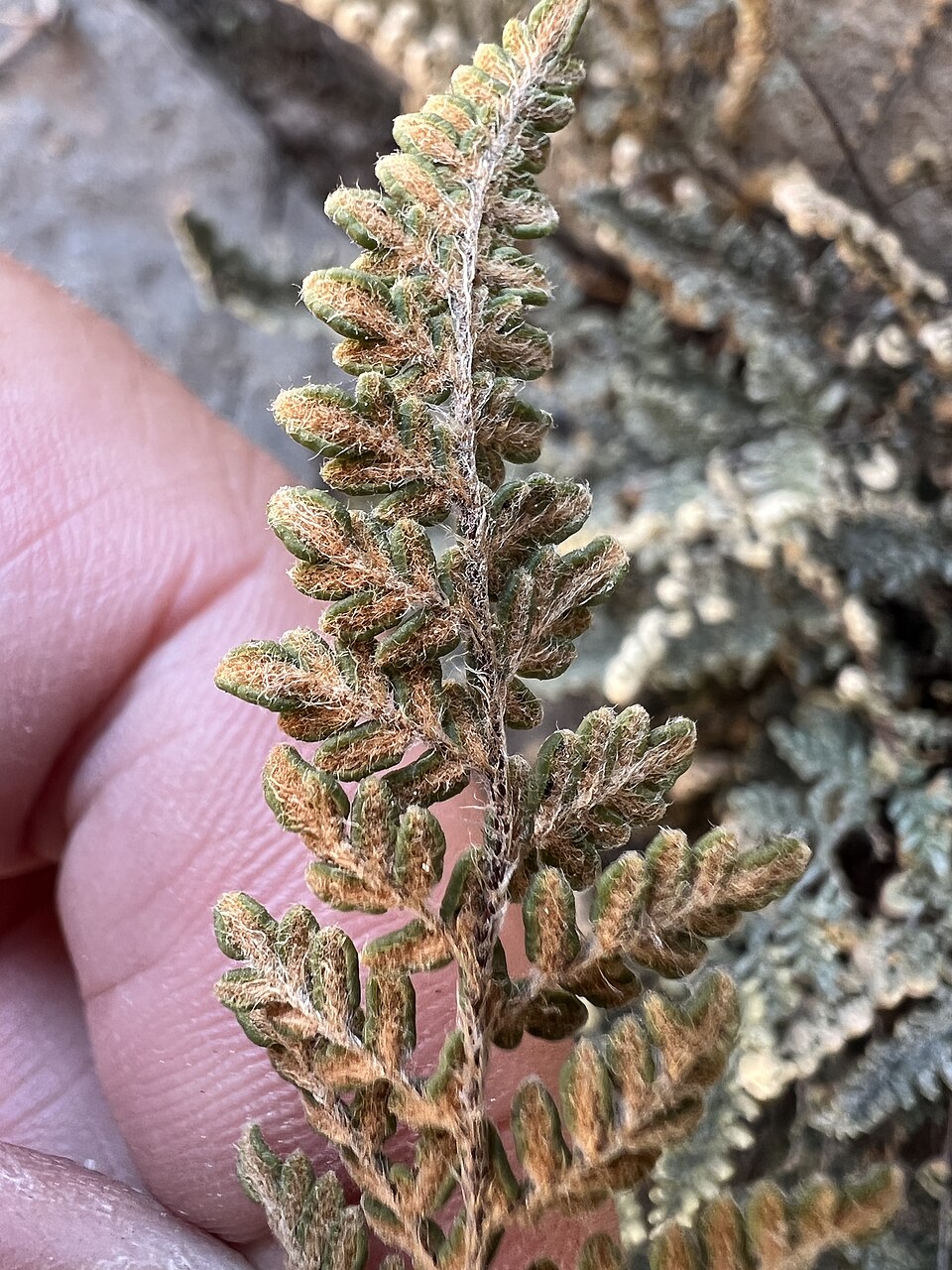 Myriopteris (lip ferns) (alternate view 4)