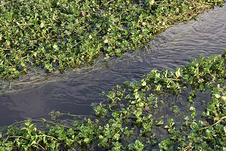 Veronica beccabunga (Brooklime)