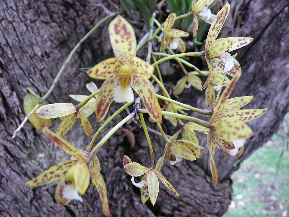 Cymbidium canaliculatum (Channelled boat-lip orchid) (alternate view 7)