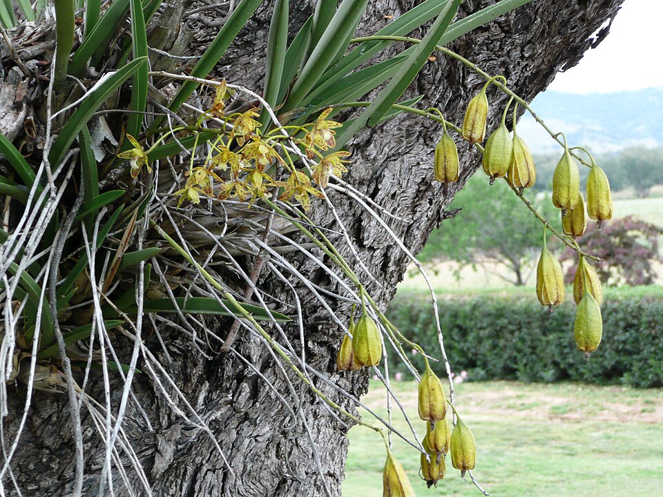 Cymbidium canaliculatum (Channelled boat-lip orchid) (alternate view 8)