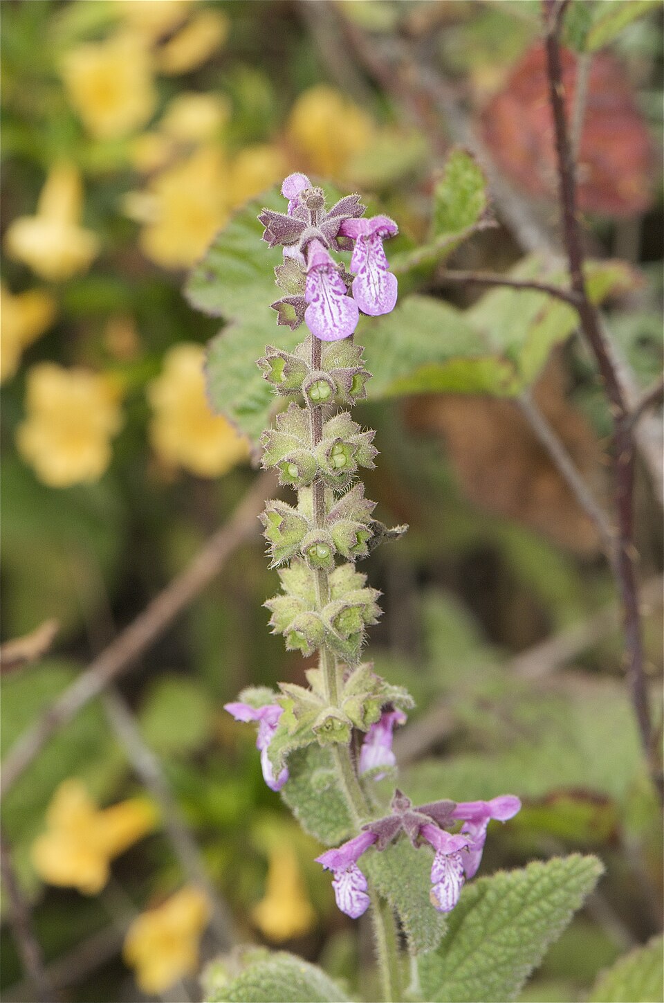 Stachys bullata (California Hedge Nettle) (alternate view 4)