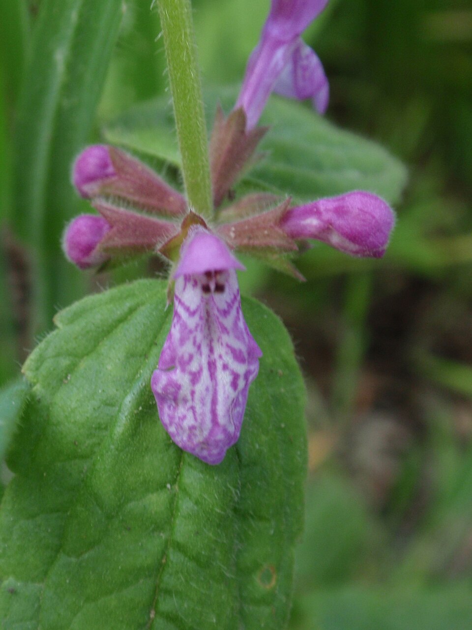 Stachys bullata (California Hedge Nettle) (alternate view 5)