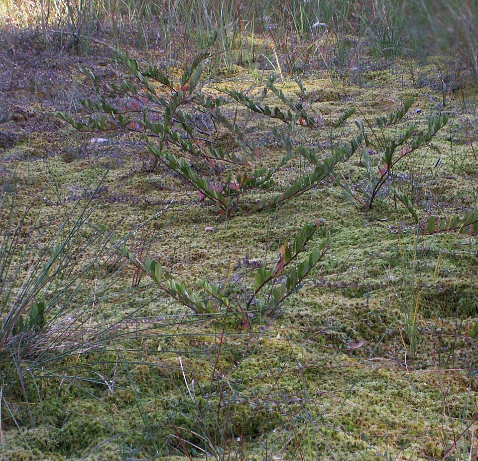 Chamaedaphne calyculata (leatherleaf) (alternate view 8)