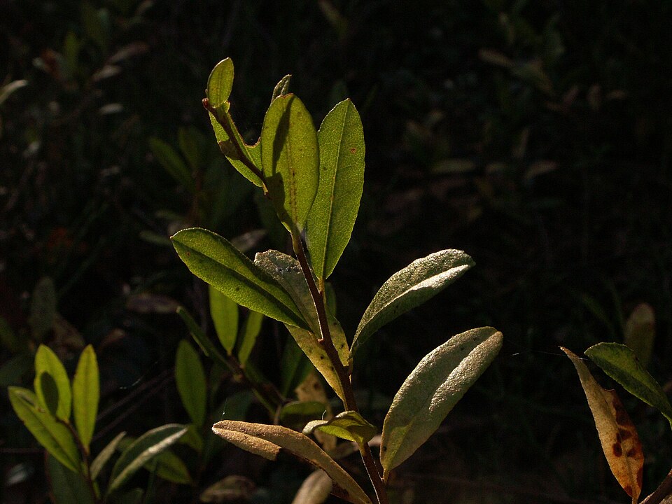 Chamaedaphne calyculata (leatherleaf) (alternate view 9)