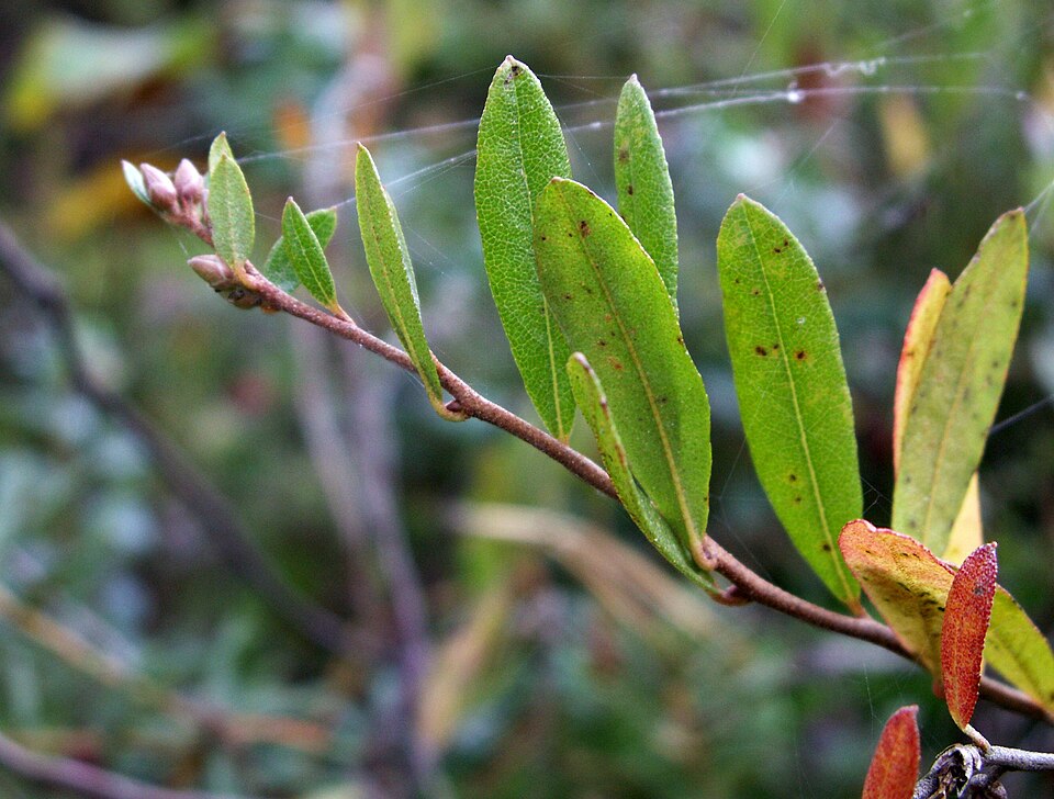 Chamaedaphne calyculata (leatherleaf) (alternate view 10)