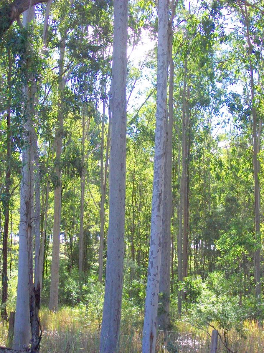 Corymbia maculata (Spotted Gum) (alternate view 6)