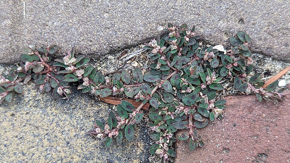 Euphorbia maculata (Spotted spurge)