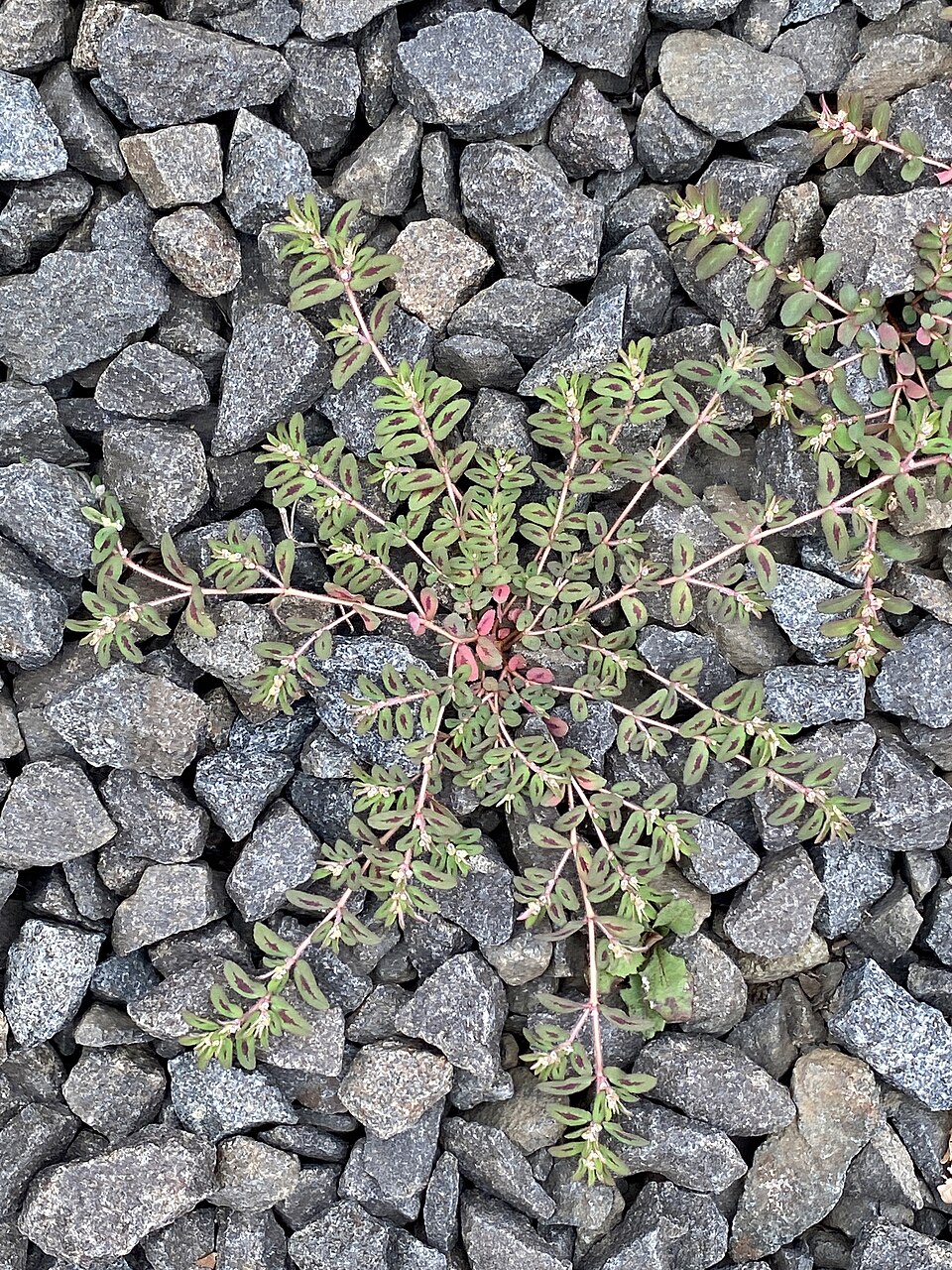 Euphorbia maculata (Spotted spurge)