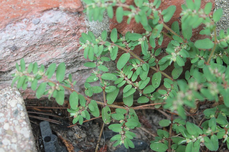 Euphorbia maculata (Spotted spurge)