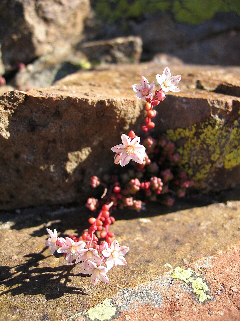 Sedum anglicum (English Stonecrop)