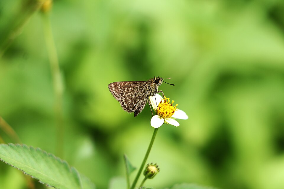Bidens (Beggarticks) (alternate view 2)