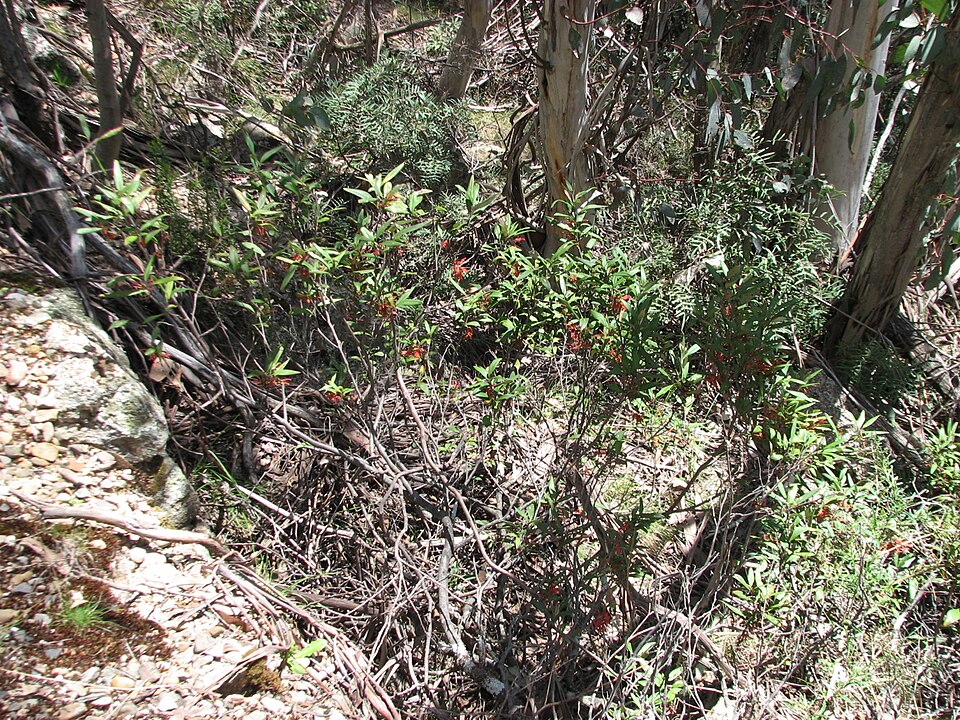 Grevillea victoriae (Royal Grevillea) (alternate view 9)