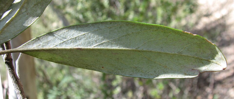 Grevillea victoriae (Royal Grevillea) (alternate view 11)