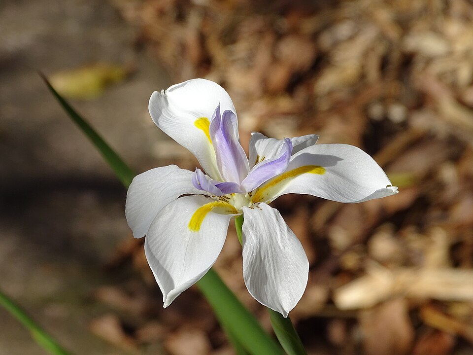Dietes (Fortnight Lilies) (alternate view 4)